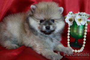 Photo №4. Je vais vendre spitz nain en ville de Москва. éleveur - prix - 431€