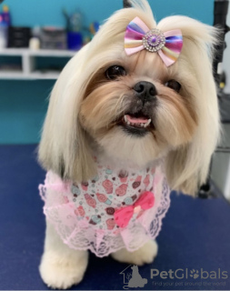 Photo №2 de l'annonce № 105235 de la vente lhassa apso - acheter à USA 