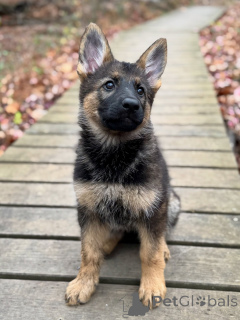 Photo №1. berger allemand - à vendre en ville de Luxembourg | négocié | Annonce №163767