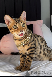 Photo №2 de l'annonce № 176659 de la vente bengal - acheter à Australie annonce privée
