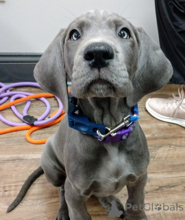 Photo №1. dogue allemand - à vendre en ville de Erlenbach suis principal | négocié | Annonce №173338