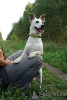 Photo №4. Je vais vendre chien bâtard en ville de Москва. de l'abri - prix - Gratuit