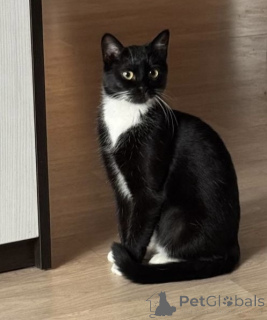 Photo №1.  - à vendre en ville de Minsk | Gratuit | Annonce № 157486