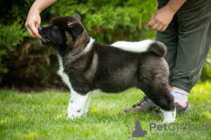 Photo №3. Chiots Akita américains. Ukraine