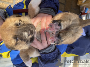 Photo №2 de l'annonce № 89318 de la vente chien bâtard - acheter à Fédération de Russie annonce privée