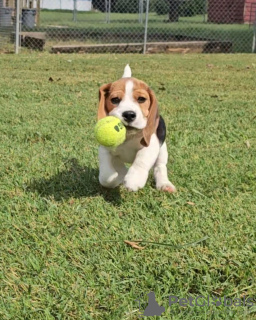 Photo №4. Je vais vendre beagle en ville de Saarbrücken. annonce privée - prix - 426€