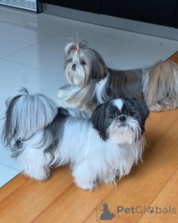 Photo №2 de l'annonce № 168663 de la vente shih tzu - acheter à Allemagne éleveur