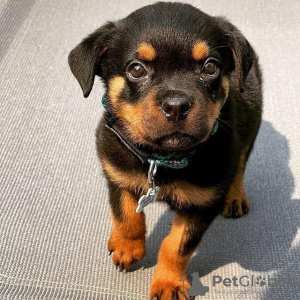 Photo №4. Je vais vendre rottweiler en ville de Helsinki. annonce privée, éleveur - prix - 450€