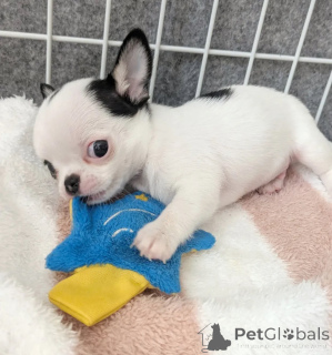 Photo №4. Je vais vendre chihuahua en ville de Touoliser. éleveur - prix - négocié