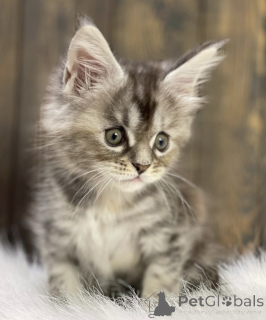 Photo №1. maine coon - à vendre en ville de Baden-Baden | 550€ | Annonce № 163462
