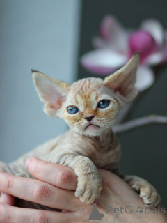 Photo №1. devon rex - à vendre en ville de Stockholm | négocié | Annonce № 171375