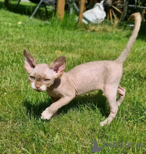 Photo №1. devon rex - à vendre en ville de Helsinki | 350€ | Annonce № 118430