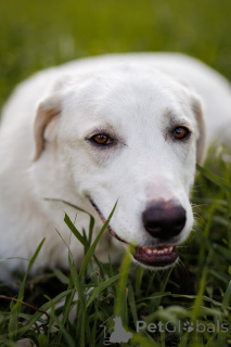 Photo №2 de l'annonce № 161456 de la vente chien bâtard - acheter à Fédération de Russie annonce privée