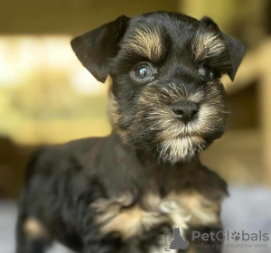 Photo №2 de l'annonce № 127621 de la vente schnauzer géant, schnauzer moyen, schnauzer miniature - acheter à Allemagne annonce privée, éleveur