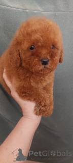 Photo №3. Ces 2 prochains boyce. Ukraine