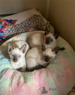 Photo №1. siamois - à vendre en ville de Hannover | 350€ | Annonce № 153768