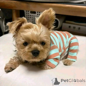 Photo №1. yorkshire terrier - à vendre en ville de Helsinki | 640€ | Annonce №163067