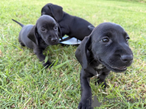 Photo №1. teckel - à vendre en ville de ESENS | 750€ | Annonce №161287