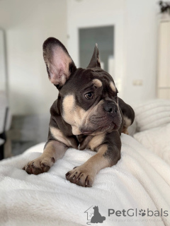 Photo №2 de l'annonce № 157835 de la vente bouledogue - acheter à Luxembourg annonce privée