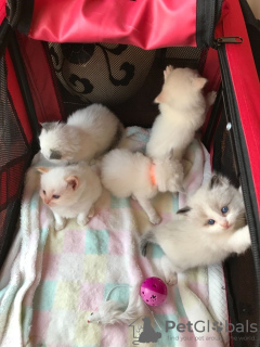 Photo №1. ragdoll - à vendre en ville de Virginia Beach | 284€ | Annonce № 112153