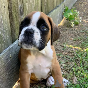 Photo №1. boxer - à vendre en ville de Nuremberg | négocié | Annonce №174968