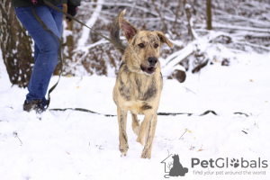 Photos supplémentaires: Cléo joyeuse et active, 1 an et demi, à la recherche d'un foyer