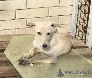 Photos supplémentaires: Chiot blanc