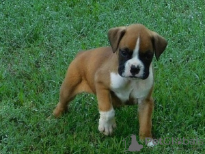 Photo №1. boxer - à vendre en ville de Подгорица | négocié | Annonce №124332