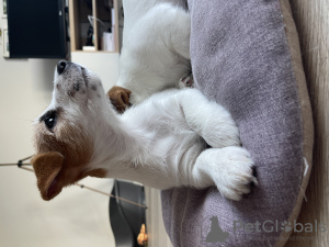 Photo №4. Je vais vendre jack russell terrier en ville de Varsovie. annonce privée - prix - négocié