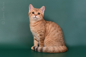 Photo №3. Kitty chaton vendu en couleur or brillant. Fédération de Russie
