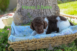 Photo №2 de l'annonce № 158388 de la vente caniche royale - acheter à Danemark annonce privée