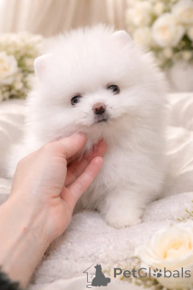 Photo №2 de l'annonce № 166527 de la vente chien bâtard - acheter à Ukraine de la fourrière, éleveur