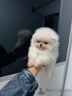 Photo №1. spitz nain - à vendre en ville de Wolfsburg | négocié | Annonce №159131