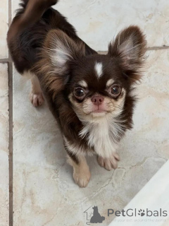 Photo №1. chihuahua - à vendre en ville de Helsinki | 540€ | Annonce №149235
