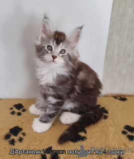 Photo №3. Rares chatons à six doigts. Les Maine Coons sont polydactyles. Fédération de Russie