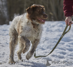 Photo №4. Je vais vendre chien bâtard en ville de Москва. annonce privée - prix - Gratuit