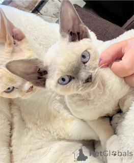 Photo №1. devon rex - à vendre en ville de Augsbourg | 350€ | Annonce № 151655