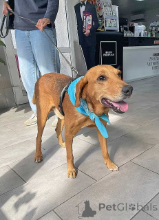 Photo №3. Chien gentil et doux Ryzhulik, mélange de lévrier russe en cadeau. Fédération de Russie