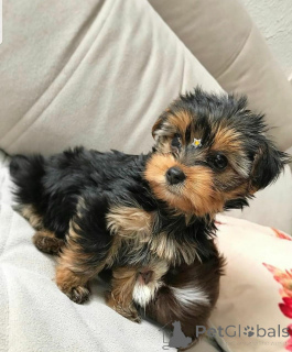 Photo №4. Je vais vendre yorkshire terrier en ville de Meljine. annonce privée, de l'abri - prix - 750€