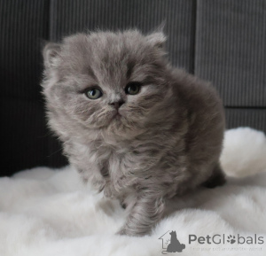 Photo №2 de l'annonce № 164833 de la vente british shorthair - acheter à La finlande annonce privée, éleveur