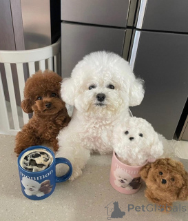 Photo №1. bichon à poil frisé - à vendre en ville de Бернау | 450€ | Annonce №140718