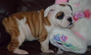 Photo №1. bulldog anglais - à vendre en ville de Bremen | Gratuit | Annonce №135117