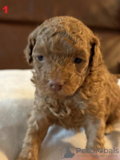 Photo №4. Je vais vendre maltipu en ville de Bielefeld.  - prix - 1800€