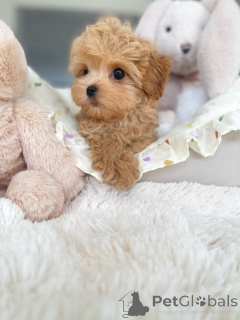 Photo №1. maltipu - à vendre en ville de Berlin | négocié | Annonce №163590