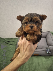 Photo №4. Je vais vendre biewer yorkshire terrier, yorkshire terrier en ville de Daugavpils. annonce privée, de la fourrière - prix - 650€