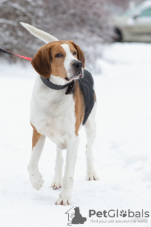 Photo №2 de l'annonce № 9171 de la vente chien russe - acheter à Fédération de Russie de l'abri