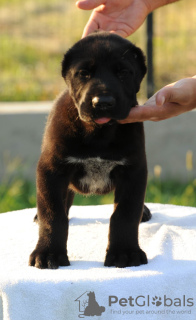 Photos supplémentaires: Chiots de berger d'Asie centrale