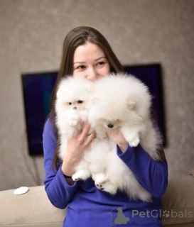 Photo №4. Je vais vendre spitz nain en ville de Linz. annonce privée - prix - 455€