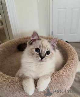 Photo №2 de l'annonce № 159052 de la vente ragdoll - acheter à Allemagne de l'abri, éleveur