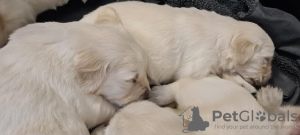 Photo №1. golden retriever - à vendre en ville de Los Angeles | 663€ | Annonce №108832